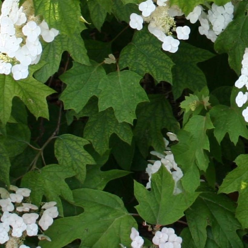 Eichenblatt-Hortensie Alice - Hydrangea quercifolia (Laub)