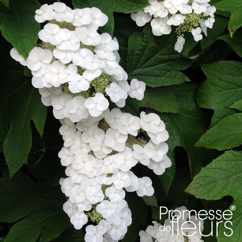 Eichenblatt-Hortensie Alice - Hydrangea quercifolia (Blüte)