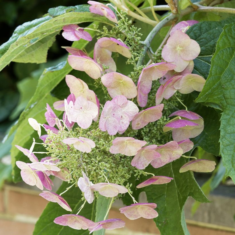 Eichenblatt-Hortensie Burgundy - Hydrangea quercifolia (Blüte)