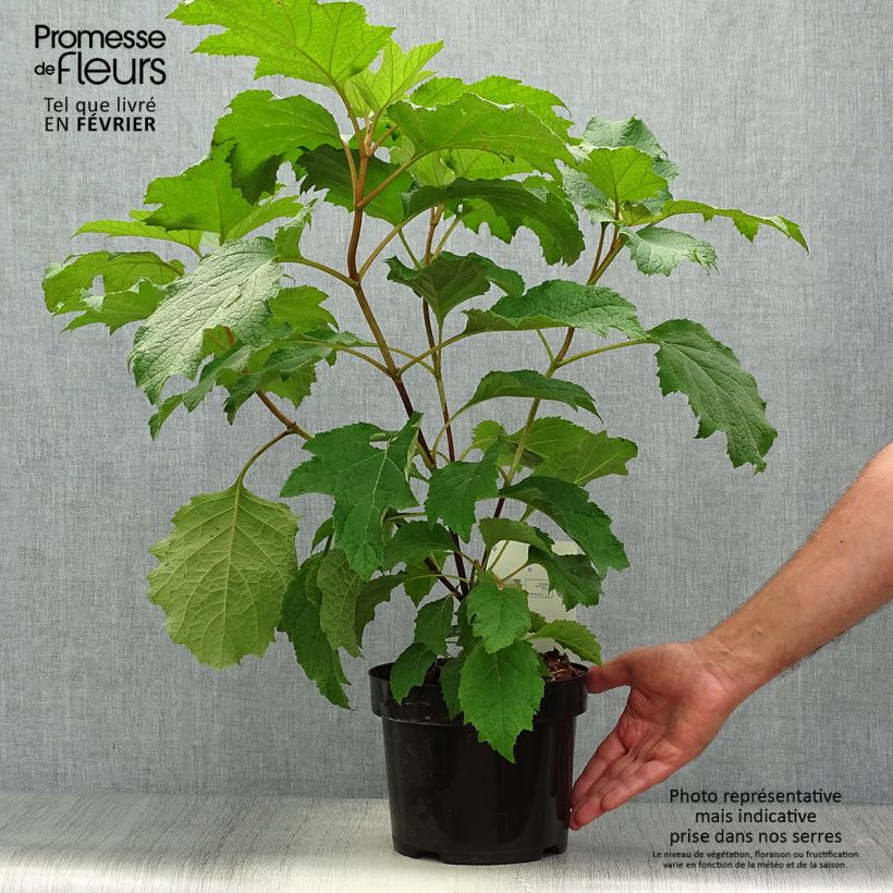 Exemplar von Hydrangea quercifolia Burgundy Pot de 2L/3L wie im Herbst geliefert