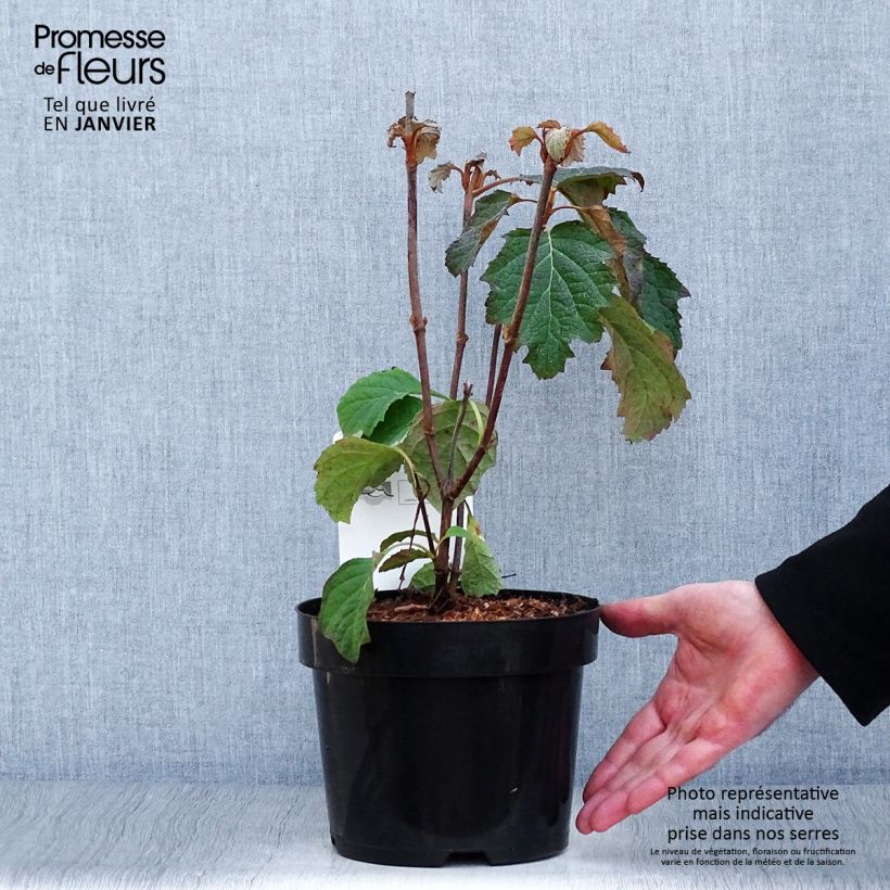 Exemplar von Hydrangea quercifolia Burgundy Pot de 2L/3L wie im Winter geliefert