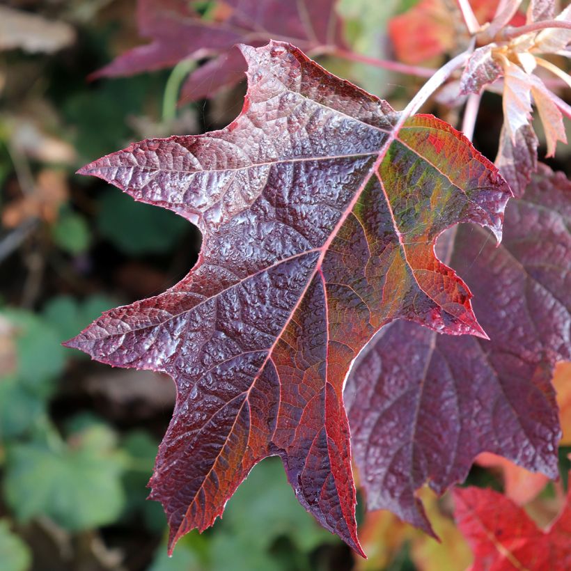 Eichenblatt-Hortensie Burgundy - Hydrangea quercifolia (Laub)