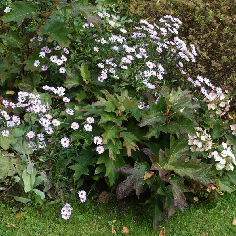 Eichenblatt-Hortensie Burgundy - Hydrangea quercifolia (Hafen)