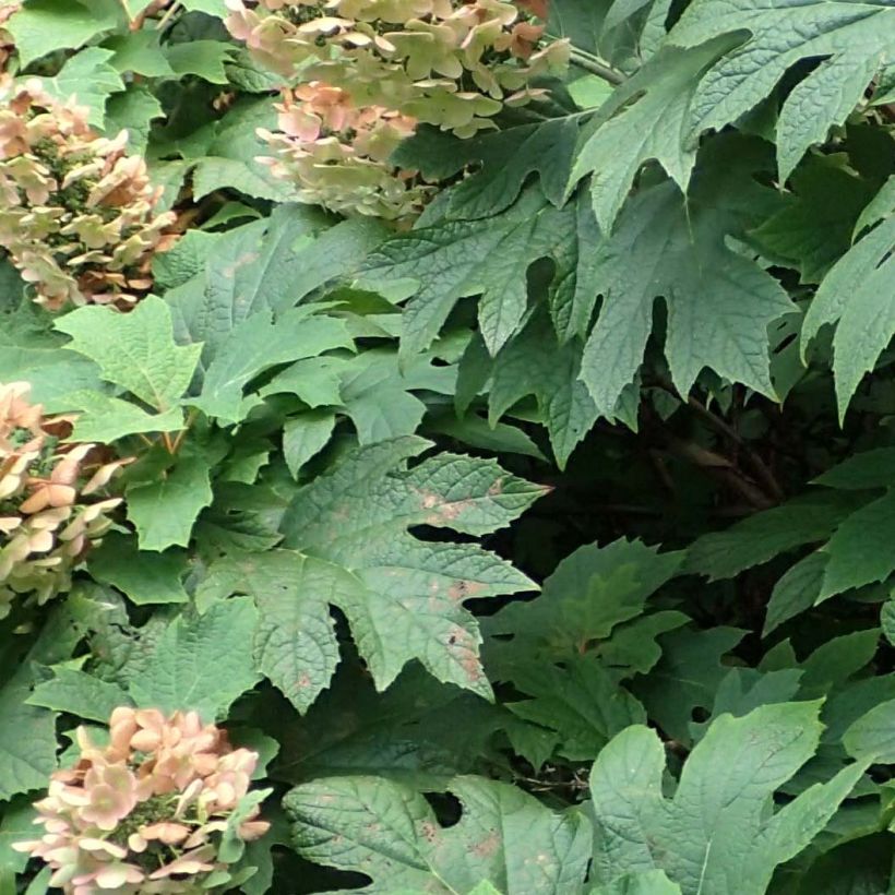 Eichenblatt-Hortensie Jetstream - Hydrangea quercifolia (Laub)