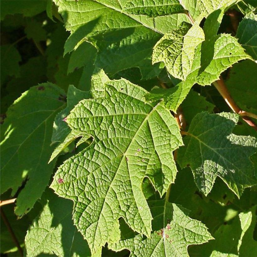 Eichenblatt-Hortensie Sike's Dwarf - Hydrangea quercifolia (Laub)