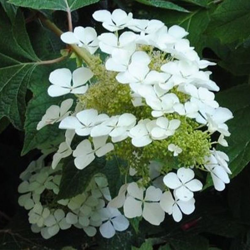 Eichenblatt-Hortensie Sike's Dwarf - Hydrangea quercifolia (Blüte)