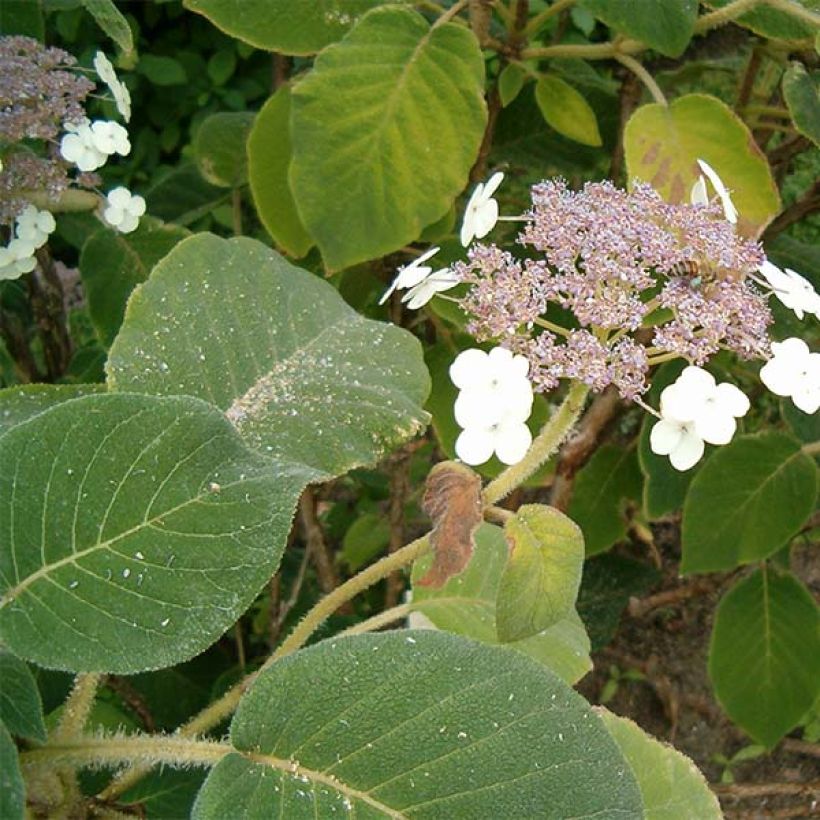 Hydrangea aspera subsp.sargentiana - Samthortensie (Laub)