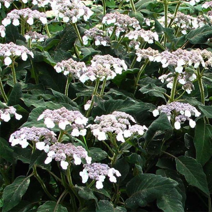 Hydrangea aspera subsp.sargentiana - Samthortensie (Blüte)