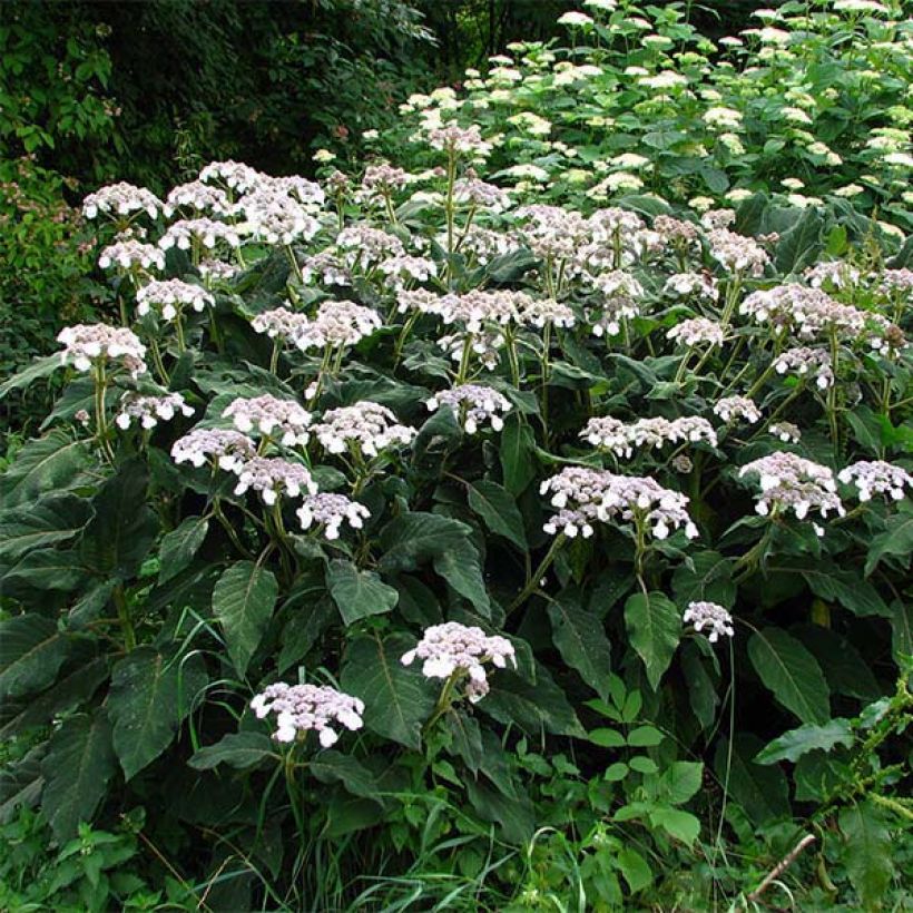 Hydrangea aspera subsp.sargentiana - Samthortensie (Hafen)