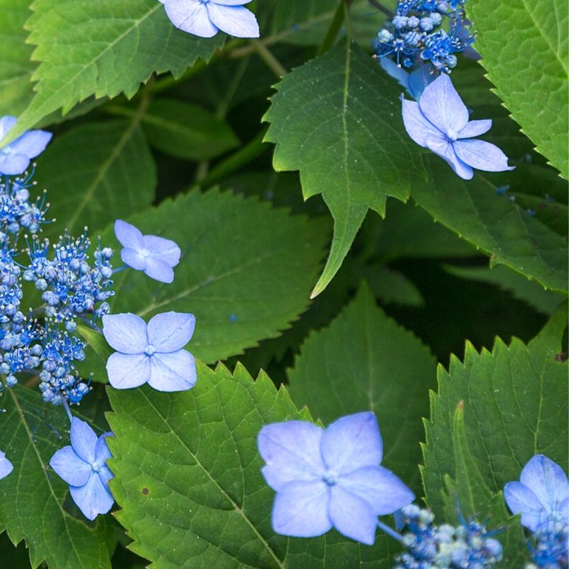 Hydrangea serrata Annie's Blue - Tellerhortensie (Laub)