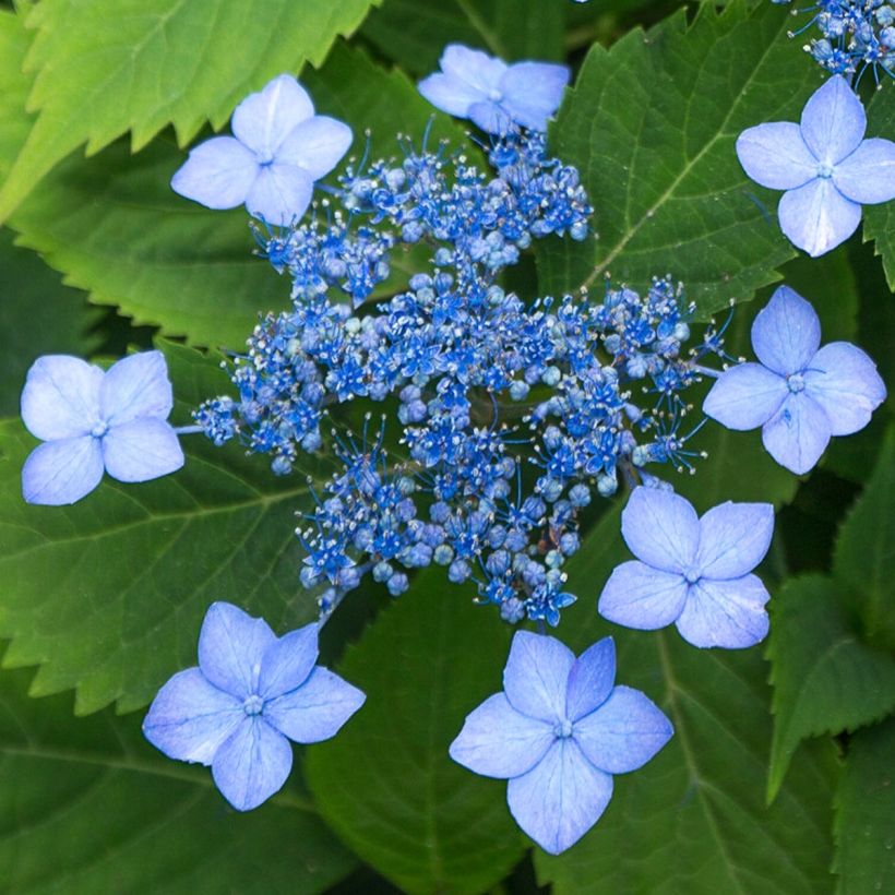 Hydrangea serrata Annie's Blue - Tellerhortensie (Blüte)