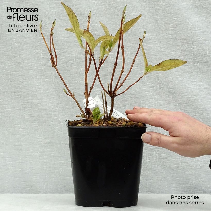 Exemplar von Hortensia - Hydrangea serrata Grayswood Pot de 2L/3L wie im Winter geliefert