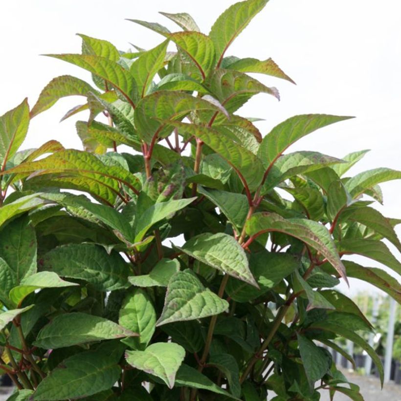 Hydrangea serrata Intermedia - Tellerhortensie (Laub)