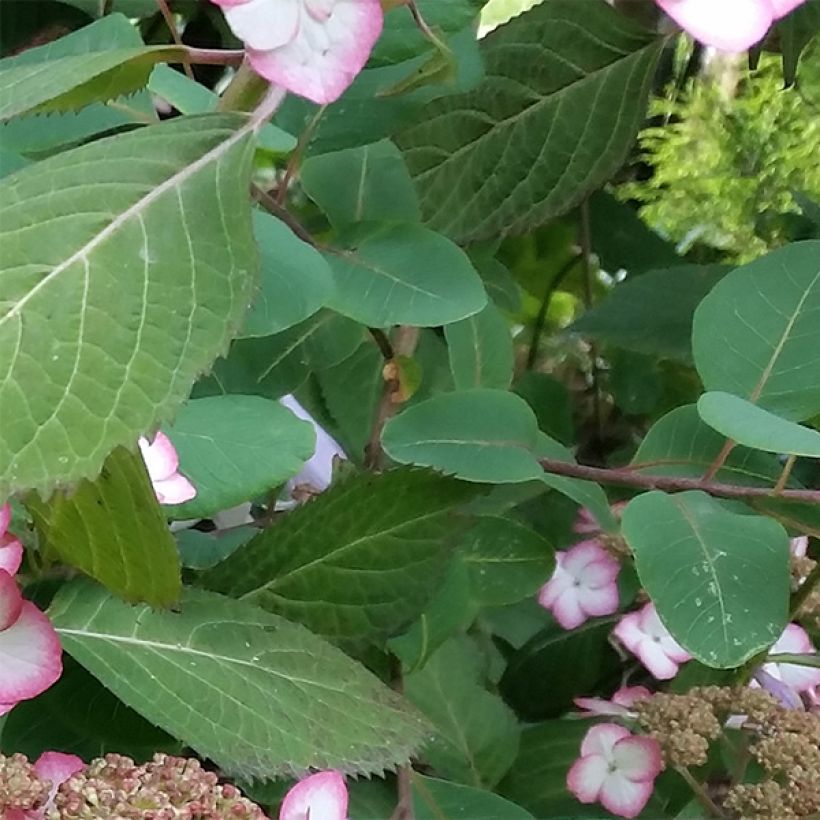 Hydrangea serrata Kiyosumi - Tellerhortensie (Laub)