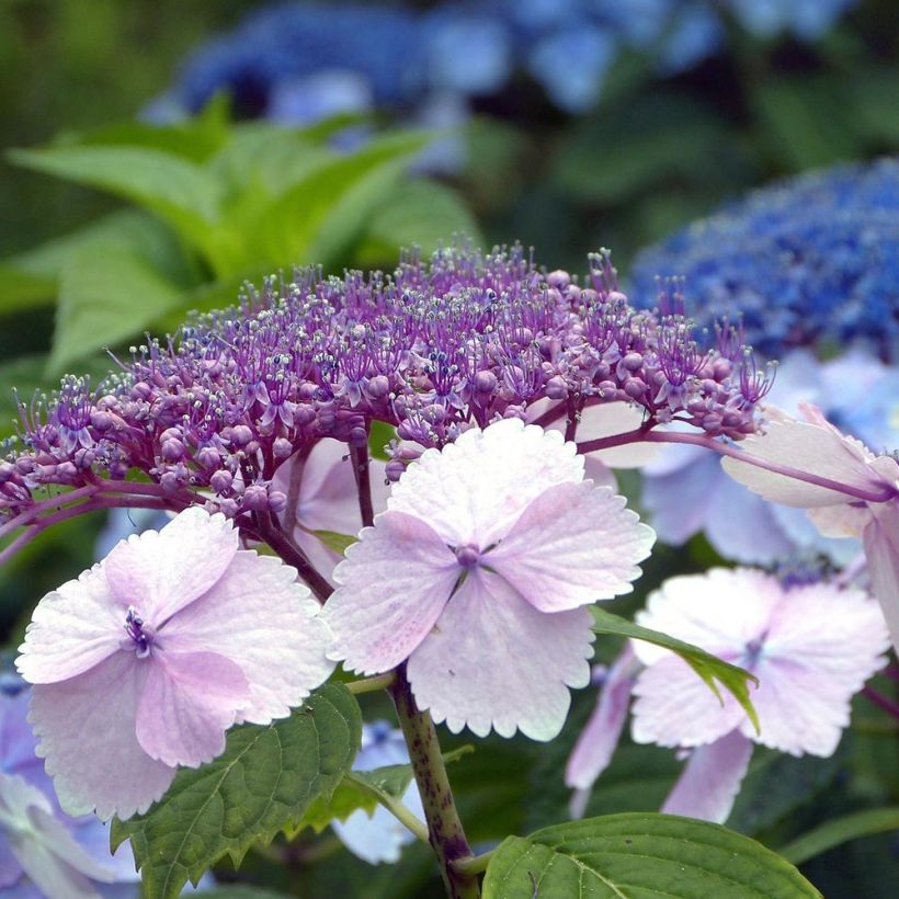 Hydrangea serrata Klaveren - Tellerhortensie (Blüte)