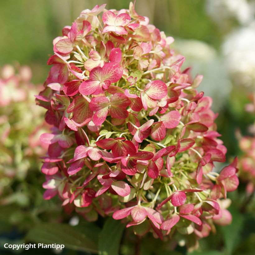 Rispenhortensie Graffiti - Hydrangea paniculata (Blüte)