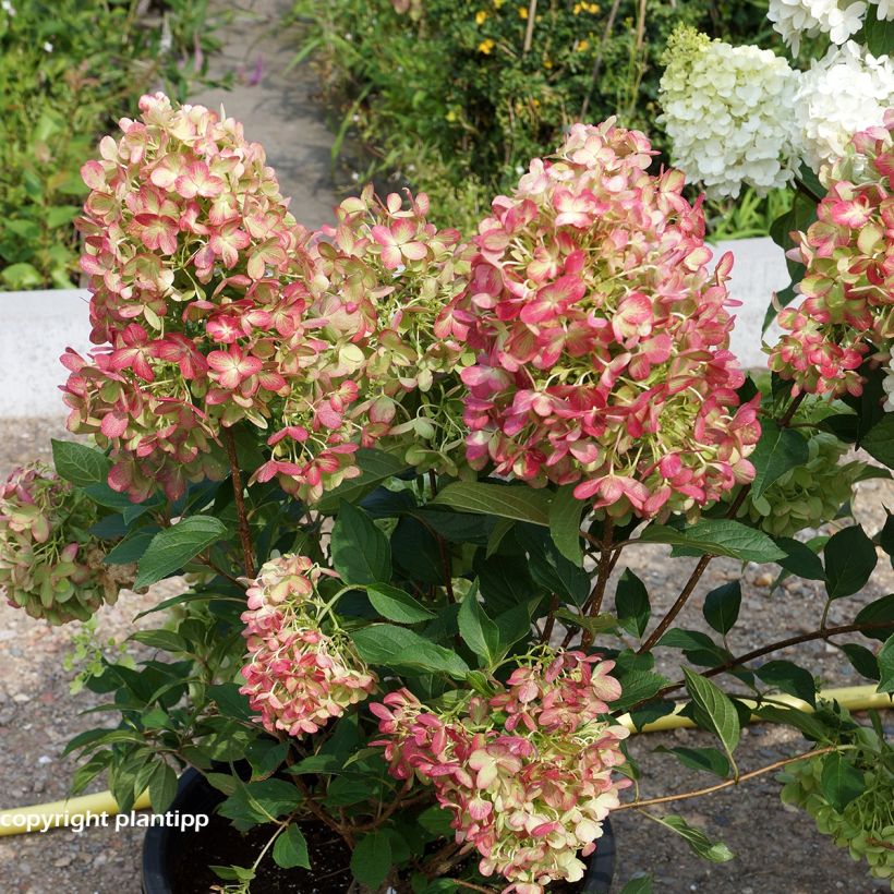 Rispenhortensie Graffiti - Hydrangea paniculata (Hafen)