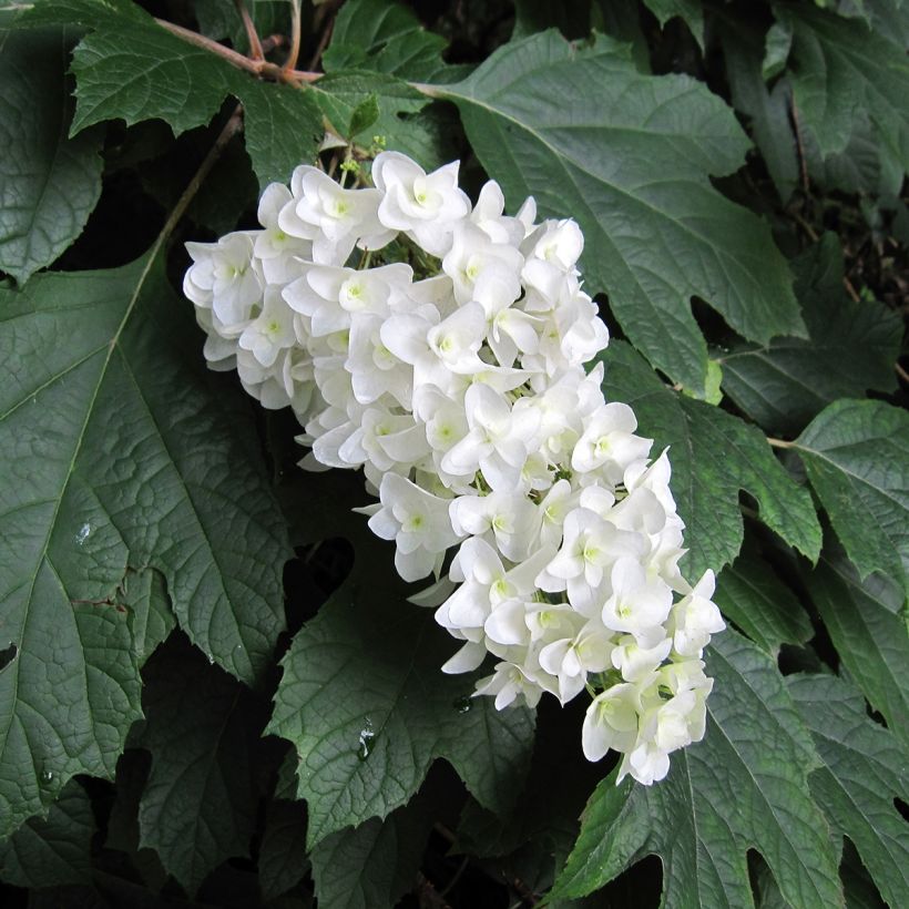 Eichenblatt-Hortensie Bultinks Giant Flowers - Hydrangea quercifolia (Blüte)