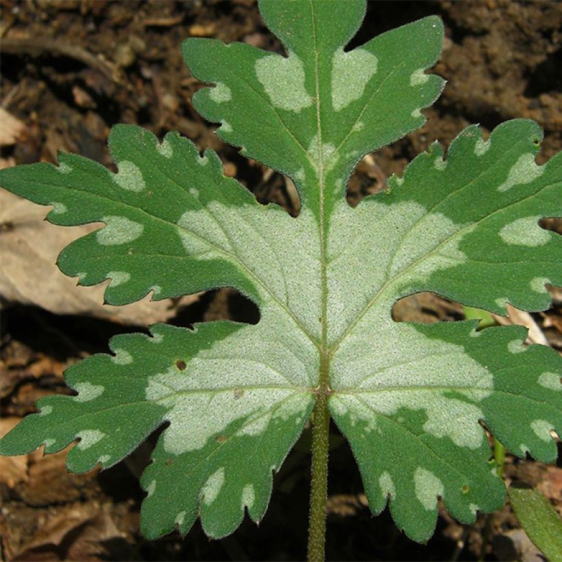 Hydrophyllum canadense - Kanadische Wasserblatt (Laub)