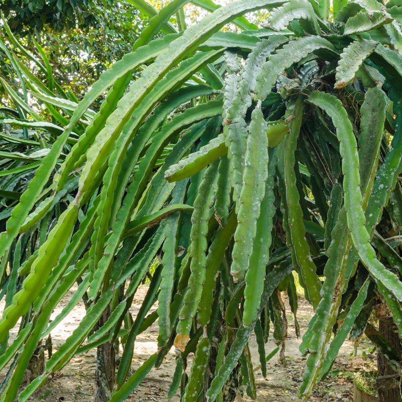 Chacam - Hylocereus undatus (Laub)