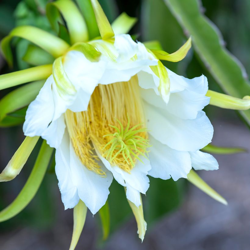 Chacam - Hylocereus undatus (Blüte)