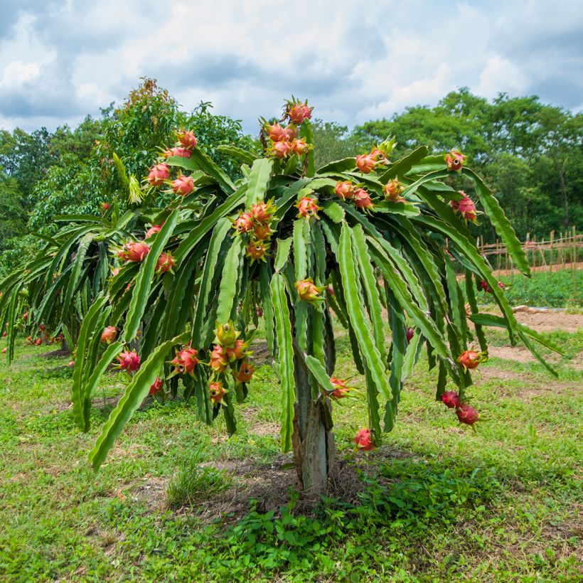 Chacam - Hylocereus undatus (Hafen)