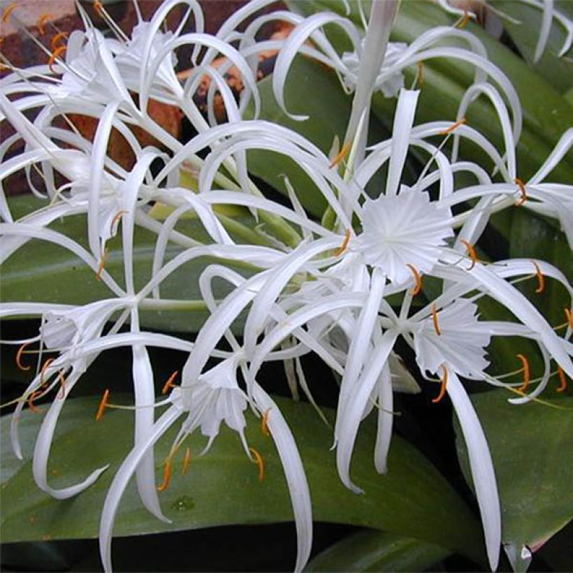 Hymenocallis longipetala - Schönhäutchen (Blüte)