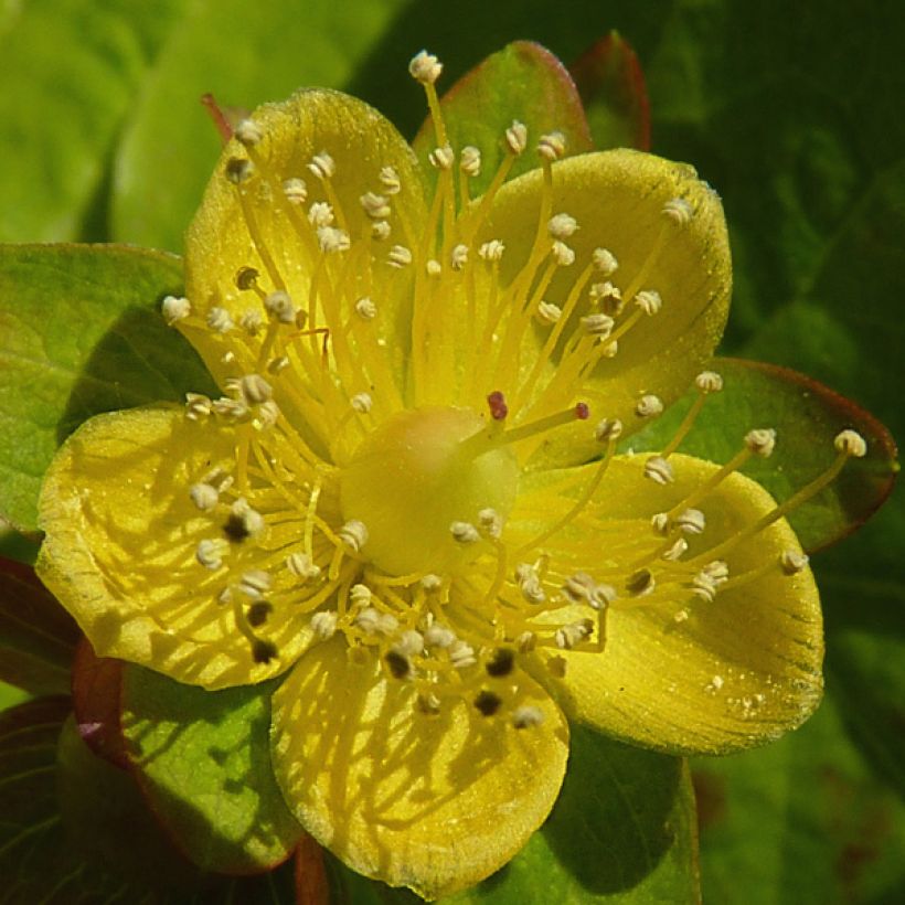 Hypericum Golden Beacon - Johanniskraut (Blüte)