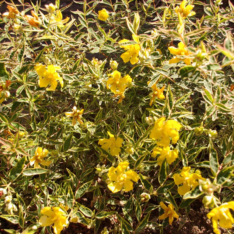 Hypericum Hidcote Limelight - Großblumiges Johanniskraut (Laub)