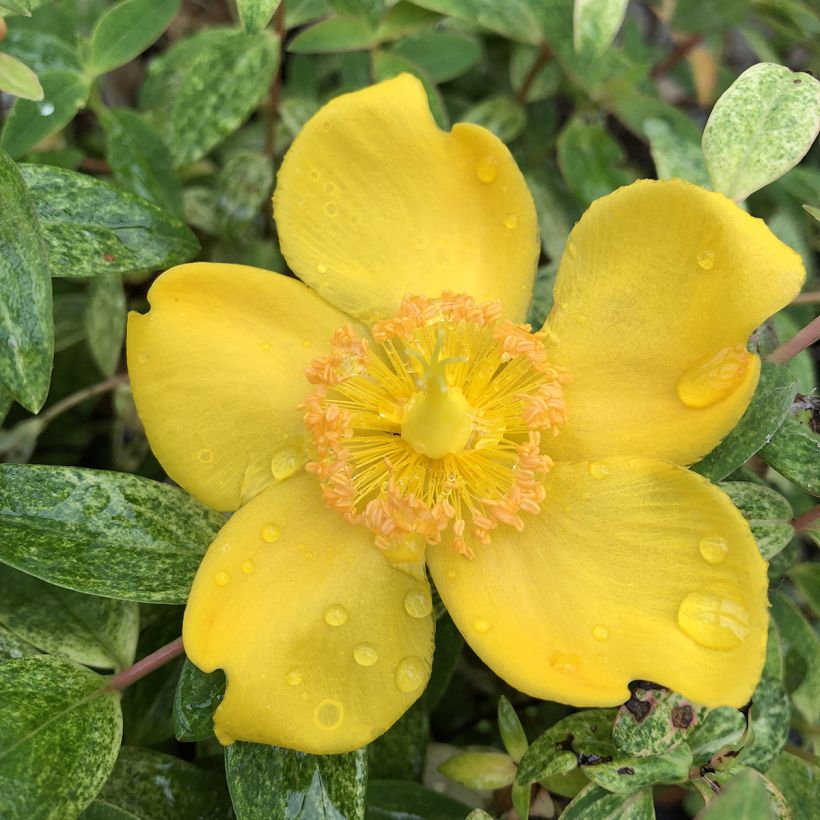 Hypericum Radiance - Johanniskraut (Blüte)