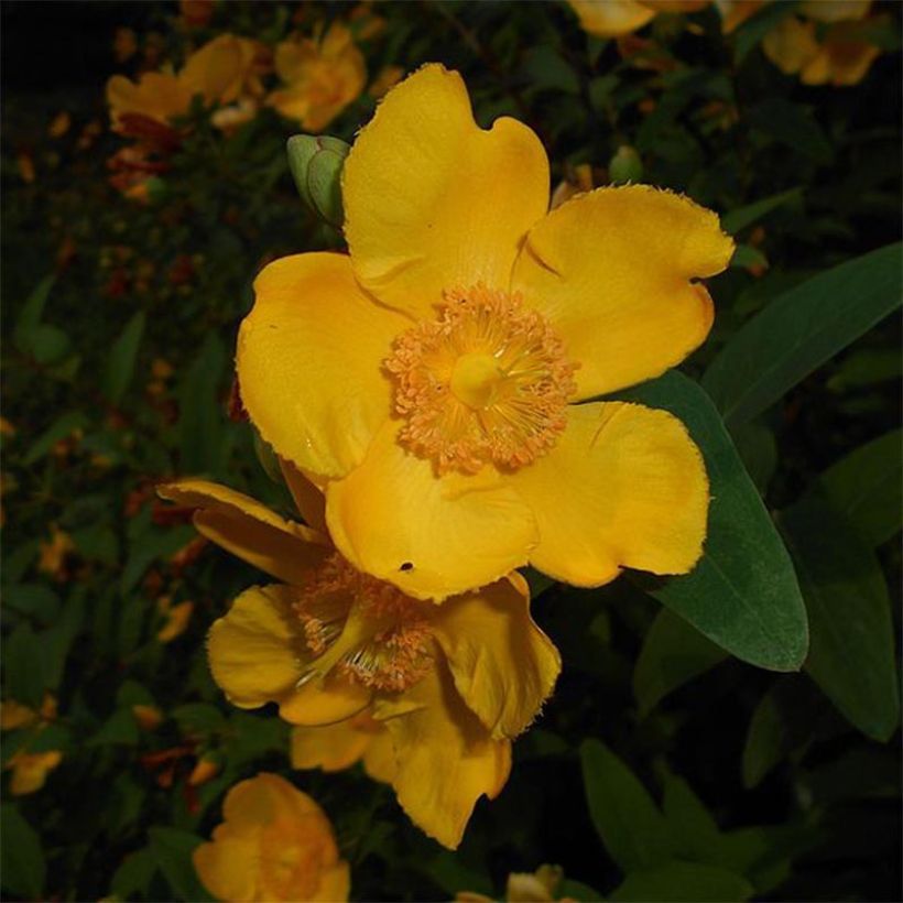 Hypericum moserianum - Johanniskraut (Blüte)