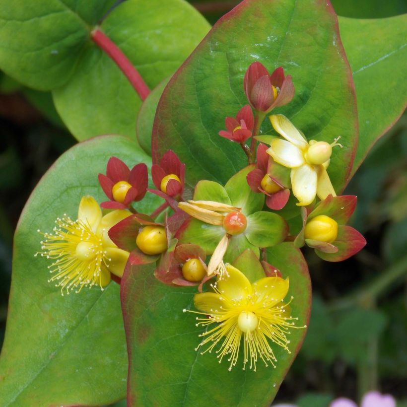 Hypericum Elstead - Johanniskraut (Blüte)