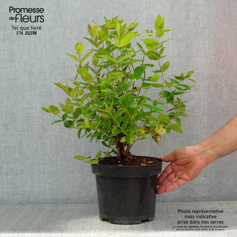 Exemplar von Hypericum inodorum Magical Beauty - Millepertuis Pot de 3L/4L wie im Frühjahr geliefert