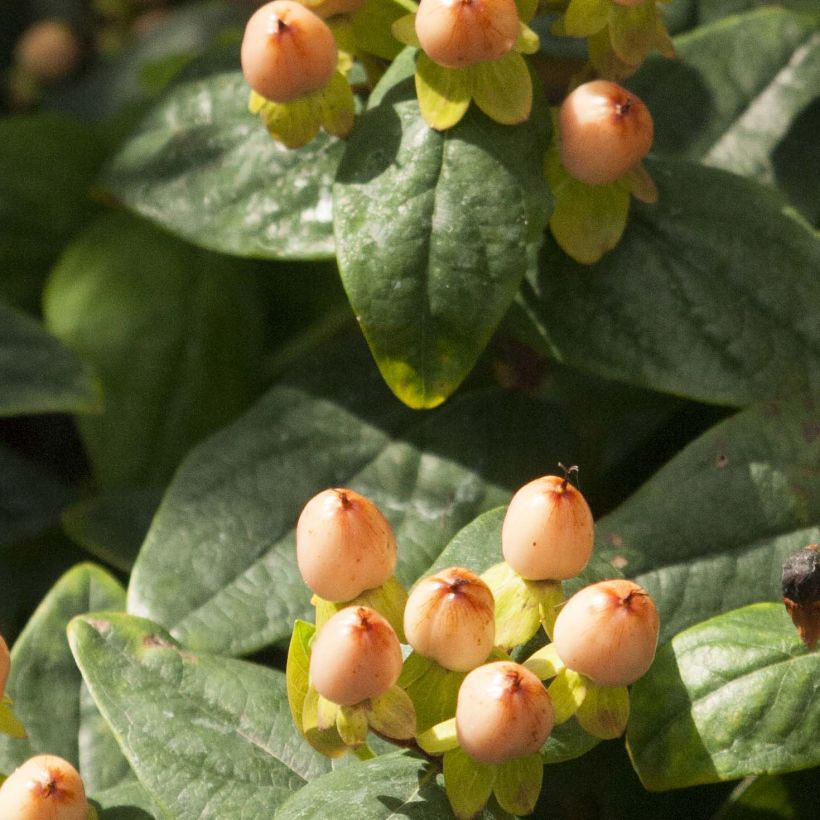 Hypericum Magical Pumpkin - Johanniskraut (Laub)