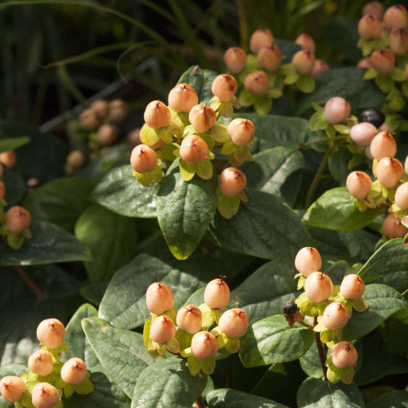 Hypericum Magical Pumpkin - Johanniskraut (Blüte)