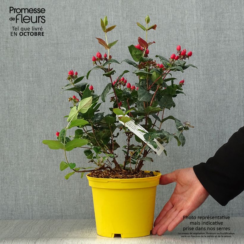 Exemplar von Hypericum Magical Red Flame - Johanniskraut wie im Herbst geliefert