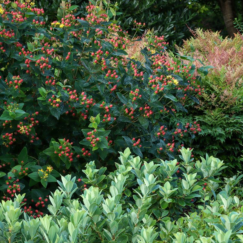 Hypericum Magical Red Flame - Johanniskraut (Hafen)