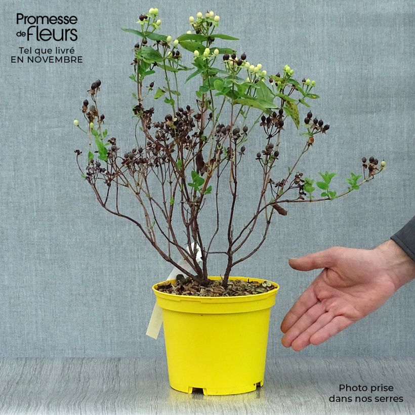 Exemplar von Hypericum inodorum Magical Sunshine - Millepertuis  Pot de 2L/3L wie im Herbst geliefert