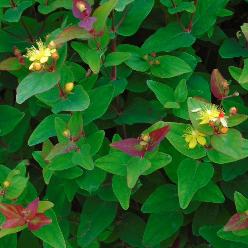 Hypericum Rheingold - Johanniskraut (Laub)