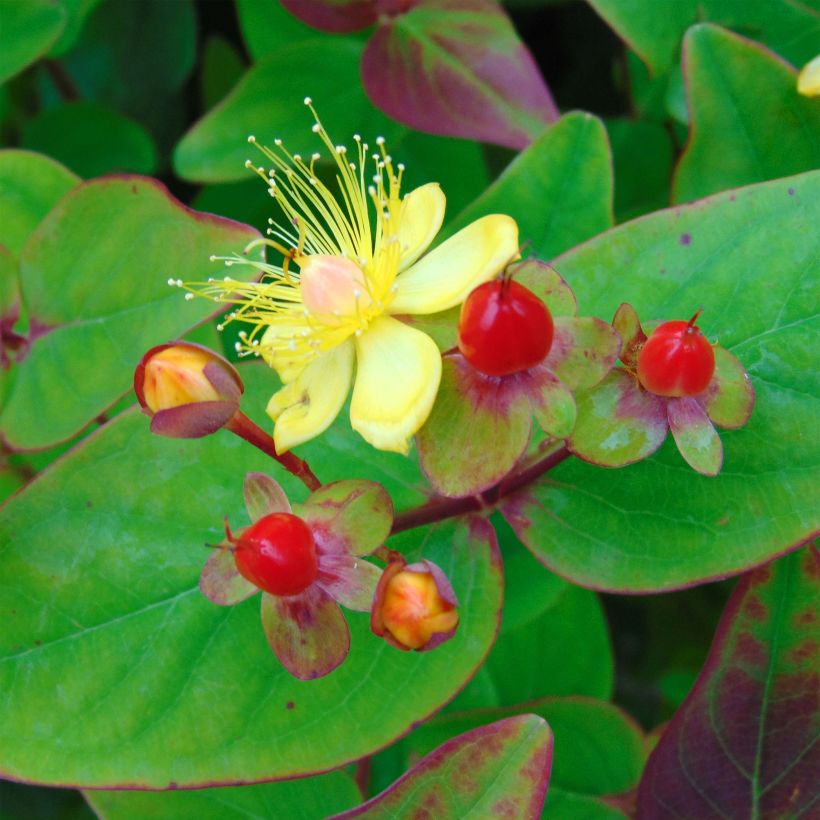 Hypericum Rheingold - Johanniskraut (Blüte)