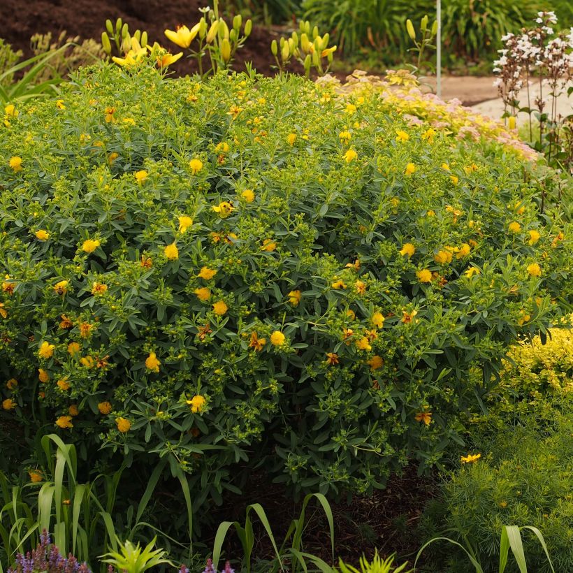 Hypericum kalmianum Blue Velvet - Johanniskraut (Hafen)