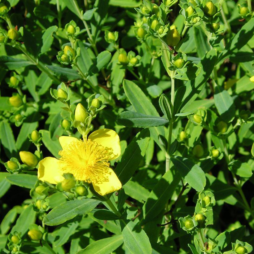 Hypericum kalmianum Gemo - Johanniskraut (Laub)