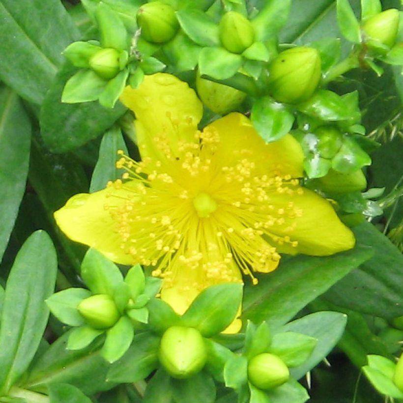 Hypericum kalmianum Gemo - Johanniskraut (Blüte)