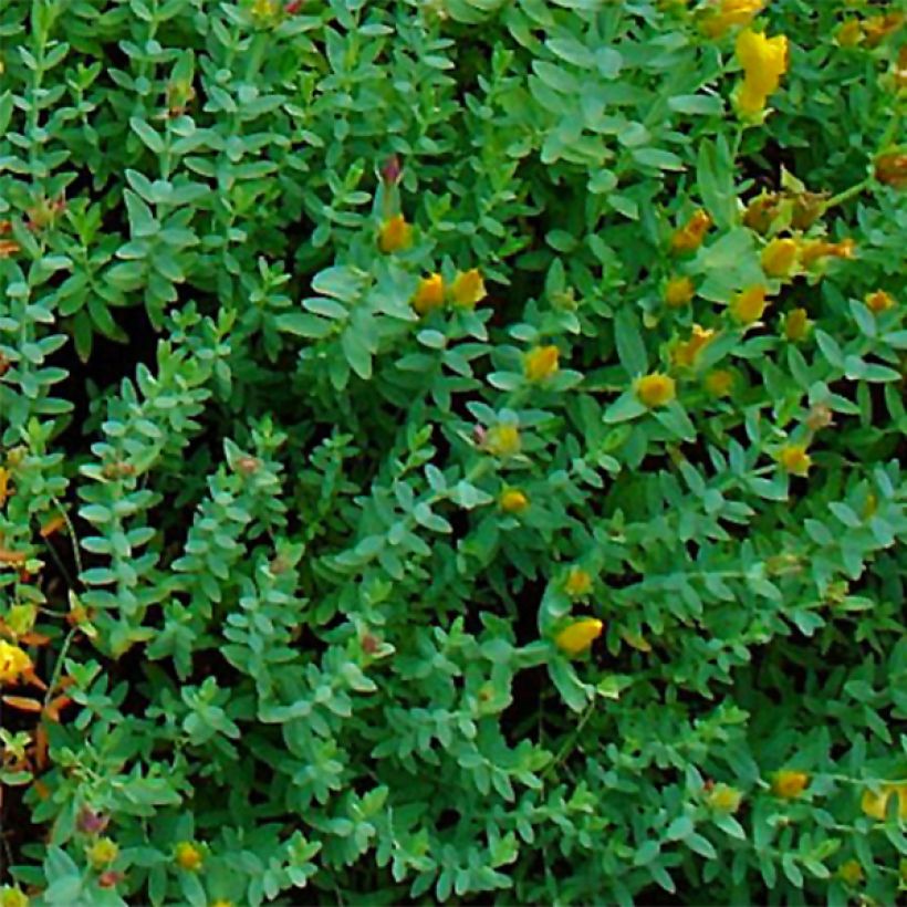 Hypericum olympicum - Johanniskraut (Laub)