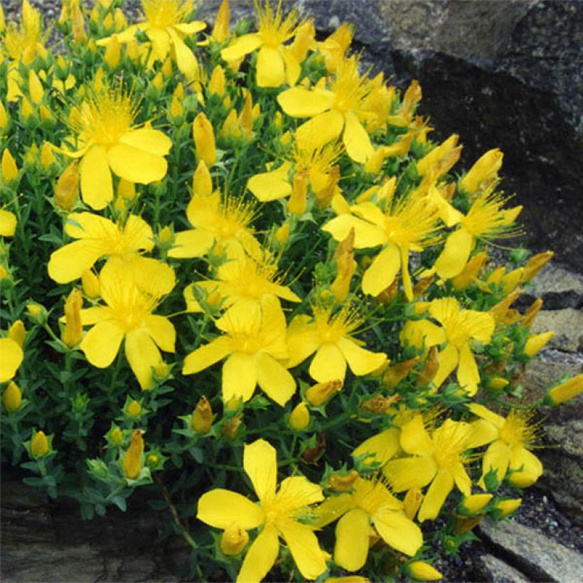 Hypericum olympicum - Johanniskraut (Blüte)