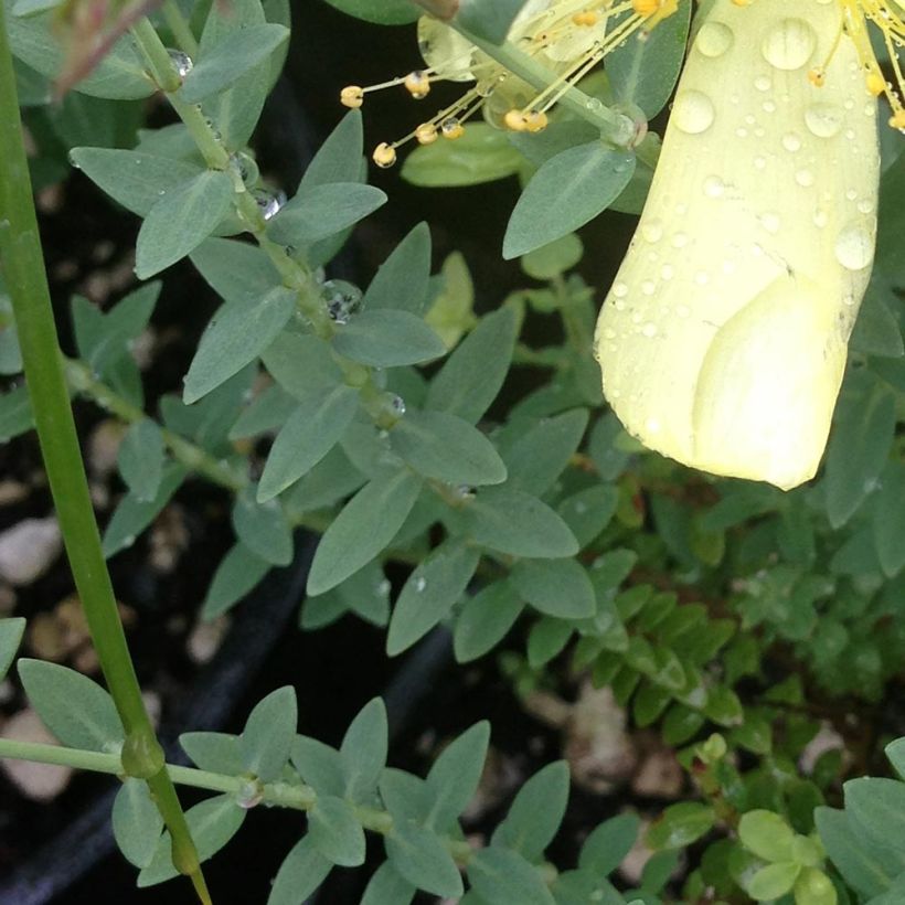 Hypericum olympicum Citrinum - Johanniskraut (Laub)