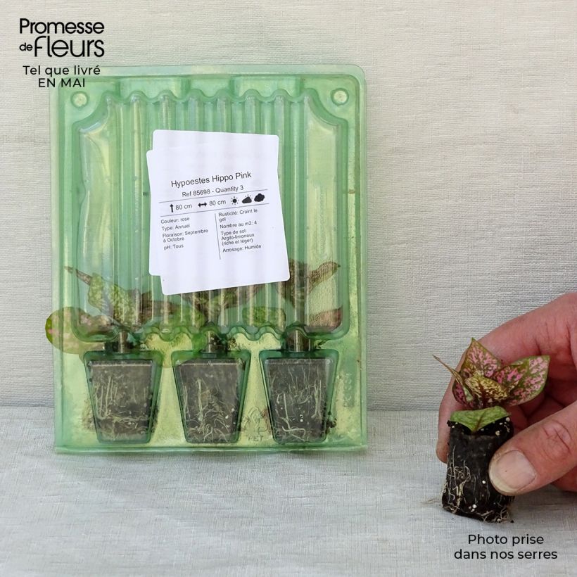 Exemplar von Hypoestes Hippo Pink Mini-motte 3 cm wie im Frühjahr geliefert