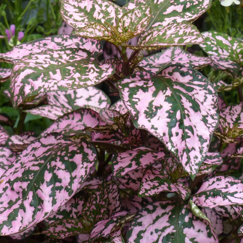 Hypoestes phyllostachya Hippo Pink (Laub)