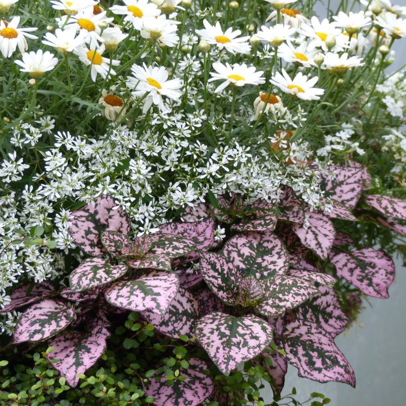 Hypoestes phyllostachya Hippo Pink (Hafen)