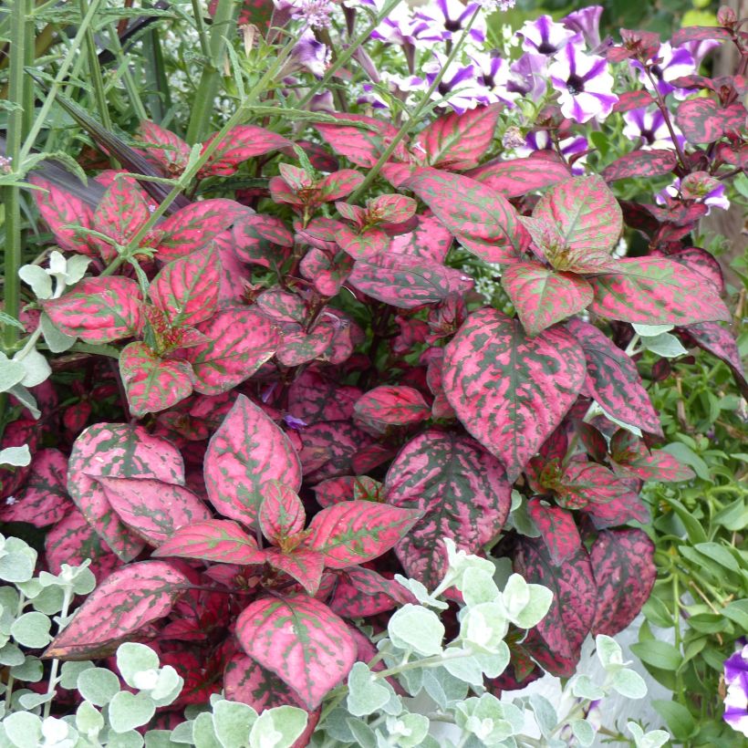 Hypoestes phyllostachya Hippo Red (Hafen)